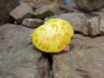 Goldfinch Dwarf Tomato