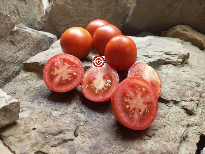 Heirloom Tomatoes Charlie Scott Wartime Tomato Seeds Available Here ...