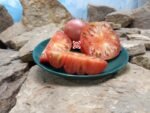 Liz Birt Tomato Sandwich Tomatoes