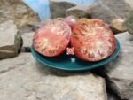 Liz Birt Tomato Seeds