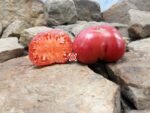 Mallee Rose Dwarf Tomato