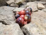 Dwarf Mocha Cherry Tomato - Image 4