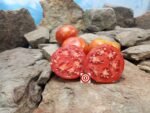 Mystic Lady Dwarf Tomato