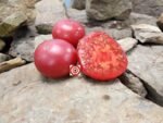 Mystic Lady Dwarf Tomato Seeds