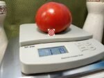 Uncle Johnny's Giant Tomato
