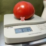 Uncle Johnny's Giant Tomato