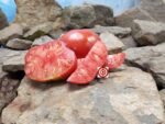 Uncle Johnny's Giant Tomato Red Tomatoes