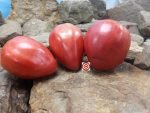 Calf's Heart Tomato Heirloom Tomatoes