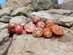 Controversy Dwarf Tomato