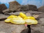 Dwarf Banana Legs Tomato Seeds