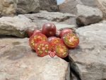 Dwarf Controversy Tomato Seeds