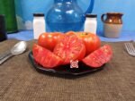 Dwarf Kangaroo Paw Red Tomato Seeds