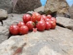 Dwarf Raspberry Beret Tomato Container Tomatoes