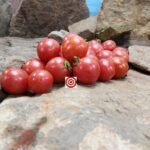 Dwarf Raspberry Beret Tomato Container Tomatoes