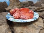 Dwarf Streak Legal Tomato