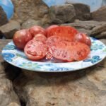 Dwarf Streak Legal Tomato