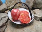 Dwarf Streak Legal Tomato Blane Horton Tomatoes
