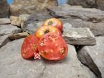 Dwarf Yukon Quest Tomato Container Tomatoes