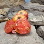 Dwarf Yukon Quest Tomato Container Tomatoes