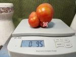 Dwarf Yukon Quest Tomato Seeds