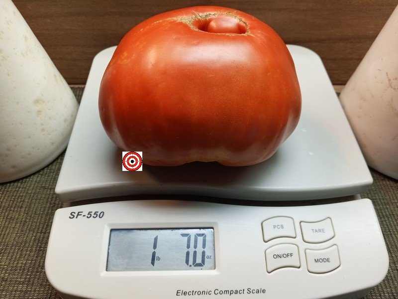 Giant Tomatoes Cuostralee Tomato Seeds Available Here Bounty Hunter