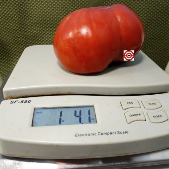Giant of Siebenburgen Tomato Sandwich Tomatoes