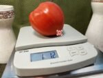 Indiana Red Heirloom Tomato Oxheart Tomato
