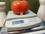 Indiana Red Tomato Giant Tomato