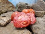 Indiana Red Tomato Seeds