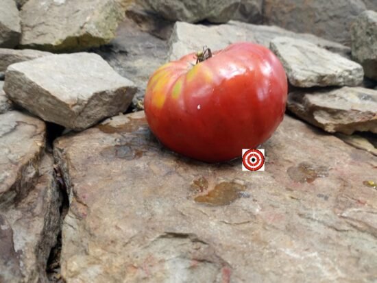 Italian Purple Tomato