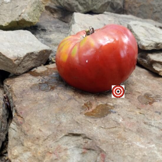 Italian Purple Tomato