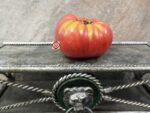 Lennys and Gracies Kentucky Heirloom Red Tomato Giant Tomato
