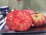 Lennys and Gracies Kentucky Heirloom Red Tomato Seeds