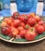 Little Red Corvette Dwarf Tomato Seeds
