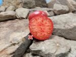 Marizol Bratka Tomato