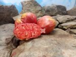 Martha's Heart Tomato Seeds