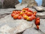 Mini Marzano Micro Dwarf Tomato