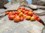 Mini Marzano Micro Dwarf Tomato Brad Gates