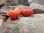 Mushroom Basket Tomato Heirloom Tomato