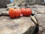 Mushroom Basket Tomato Market Tomato
