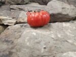 Mushroom Basket Tomato Slicing Tomato