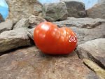 Northern Queen Tomato
