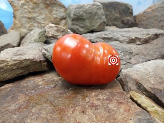 Northern Queen Tomato