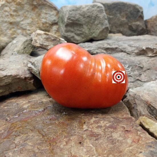 Northern Queen Tomato