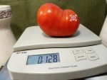 Northern Queen Tomato Seeds