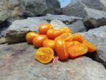 Orange Santa F3 Tomato Cherry Tomato