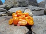 Orange Santa Tomato Seeds