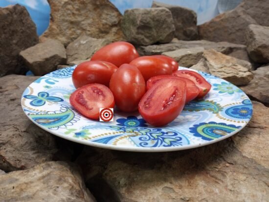 Paquebot Roma Tomato