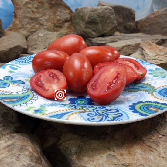 Paquebot Roma Tomato