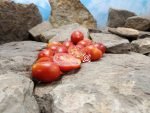 Piennolo Del Vesuvio Tomato Cherry Tomato